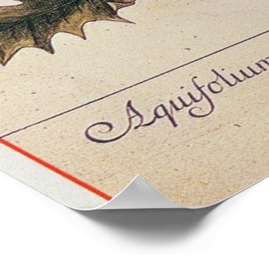 Holly von 'A Curious Herbal', 1782 Poster (Ecke)