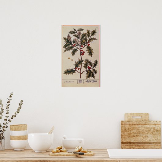 Holly von 'A Curious Herbal', 1782 Poster (Küche)