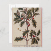 Holly von 'A Curious Herbal', 1782 Postkarte (Vorne/Hinten)
