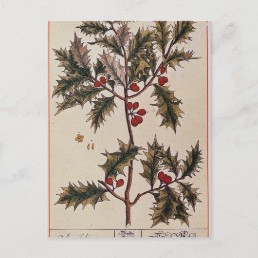 Holly von 'A Curious Herbal', 1782 Postkarte (Vorderseite)