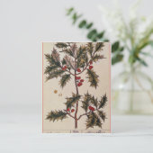 Holly von 'A Curious Herbal', 1782 Postkarte (Stehend Vorderseite)