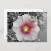 Hollyhock auf Ile de Re, Frankreich Postkarte (Vorne/Hinten)