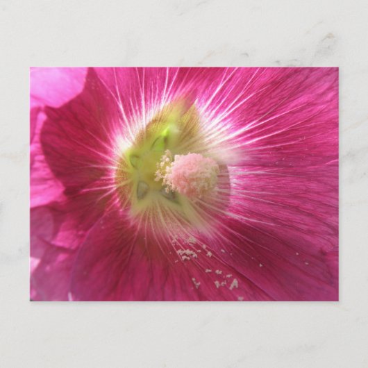 Hollyhock Deep Pink Postcard Postkarte (Vorderseite)