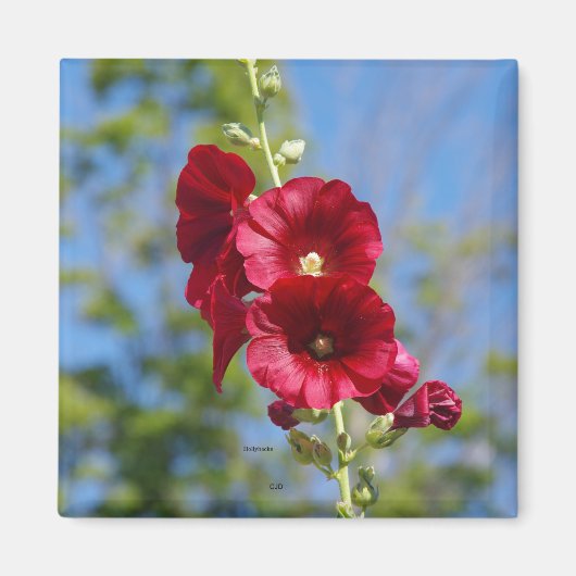 Hollyhock-Magnet Magnet (Vorne)