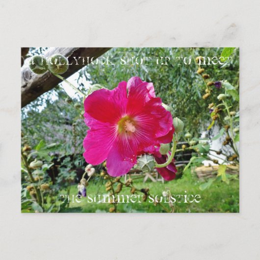 Hollyhock Postcard Postkarte (Vorderseite)