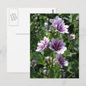 Hollyhock Postkarte (Vorne/Hinten)
