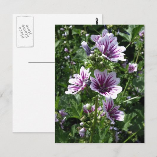 Hollyhock Postkarte (Vorne/Hinten)