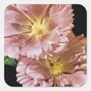 Hollyhock Vintag Seed Packet Quadratischer Aufkleber
