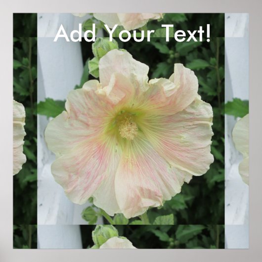 Hollyhock White Hübsche Blume Poster (Vorne)