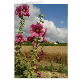 Hollyhocks