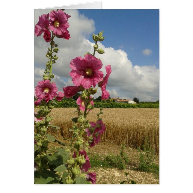 Hollyhocks (Vorne)