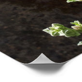 Hollyhocks Blume, Alcea Alba Poster (Ecke)