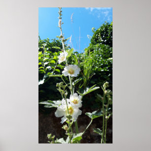 Hollyhocks Blume, Alcea Alba Poster