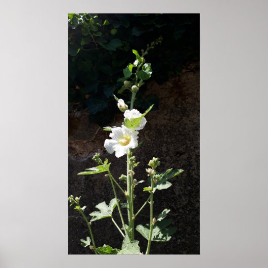 Hollyhocks Blume, Alcea Alba Poster (Vorne)