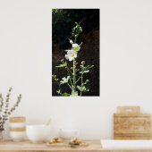 Hollyhocks Blume, Alcea Alba Poster (Küche)