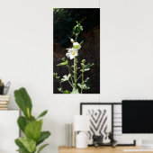 Hollyhocks Blume, Alcea Alba Poster (Heimbüro)