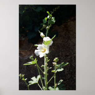 Hollyhocks Blume, Alcea Alba Poster