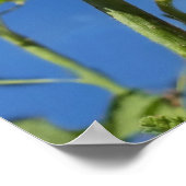 Hollyhocks Blume, Alcea Rosea Poster (Ecke)