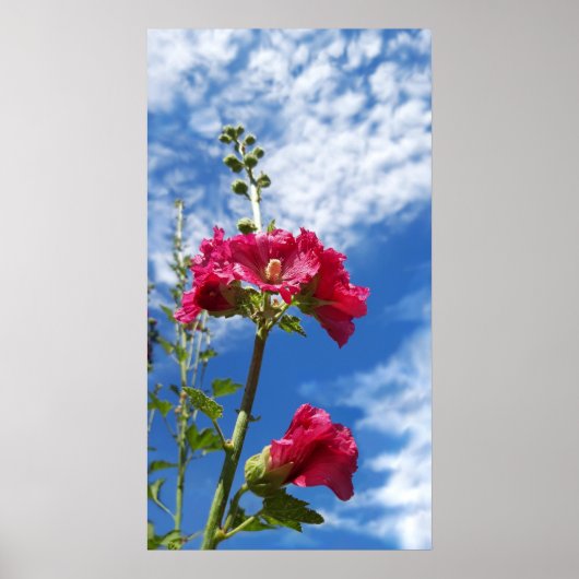 Hollyhocks Blume, Alcea Rosea Poster (Vorne)
