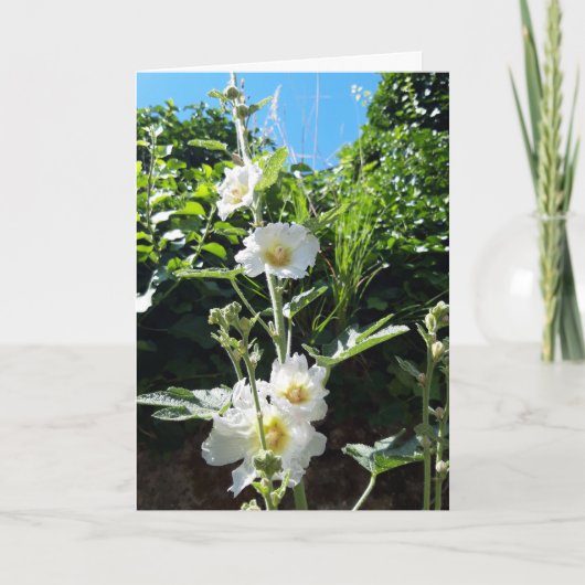 Hollyhocks-Blume Karte (Vorderseite)