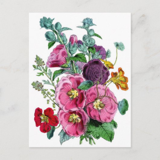 Hollyhocks Botanische Illustration Postkarte (Vorderseite)