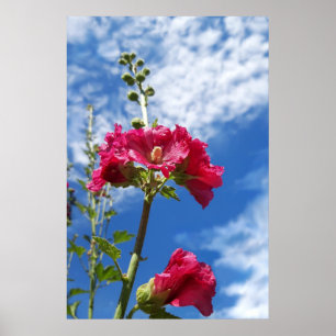 Hollyhocks flower , Alcea Rosea Poster
