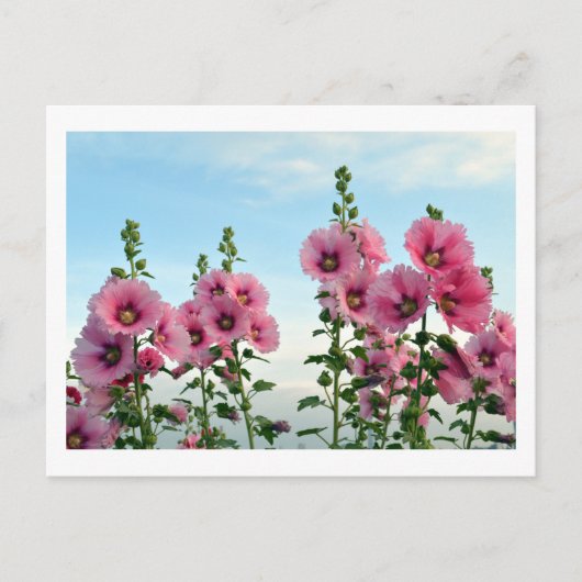 Hollyhocks: Japan Postcard Postkarte (Vorderseite)