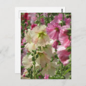 Hollyhocks: Japan Postkarte (Vorne/Hinten)