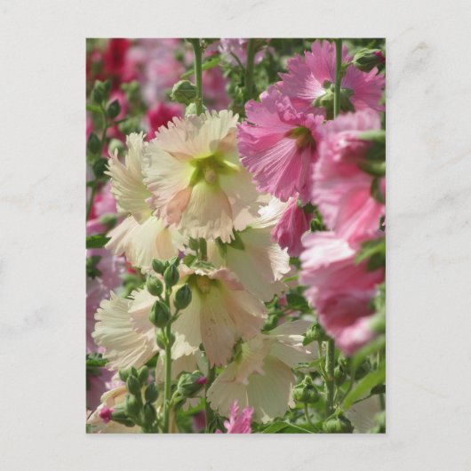 Hollyhocks: Japan Postkarte (Vorderseite)