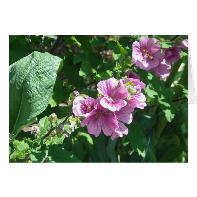 Hollyhocks - leere Karte (Vorderseite (Horizontal))