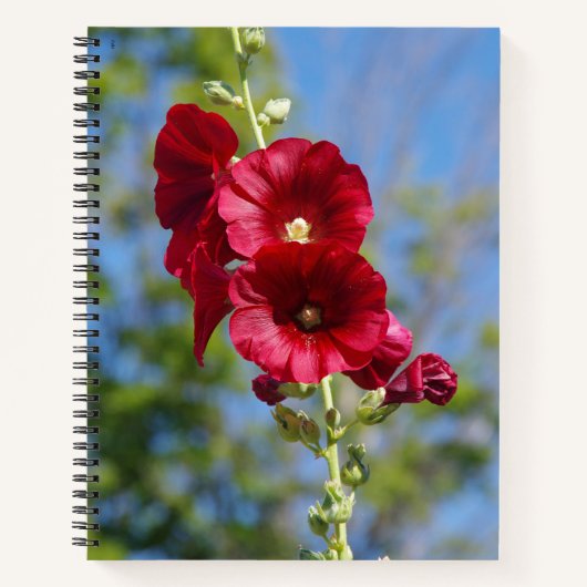 Hollyhocks-Notebook Notizblock (Vorderseite)