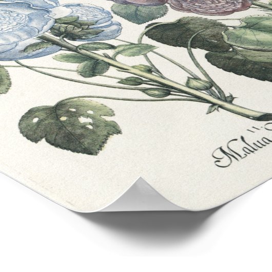 Hollyhocks Poster (Ecke)