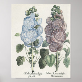 Hollyhocks Poster