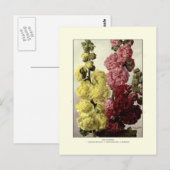 Hollyhocks Postkarte (Vorne/Hinten)