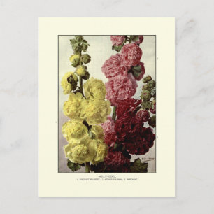 Hollyhocks Postkarte