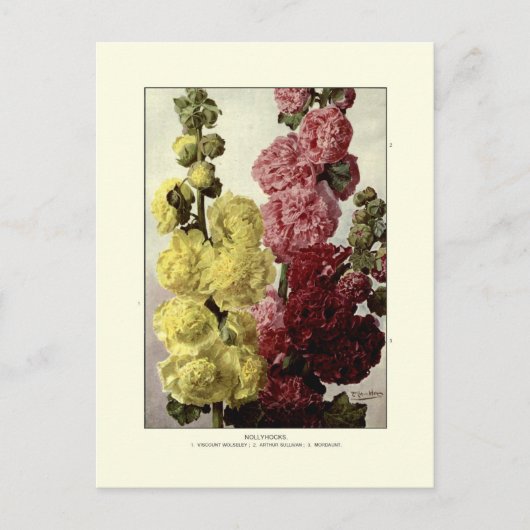 Hollyhocks Postkarte (Vorderseite)
