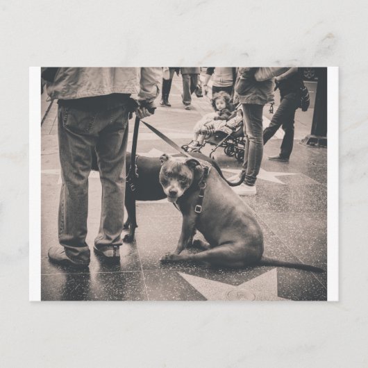 Hollywood Blvd Postkarte (Vorderseite)