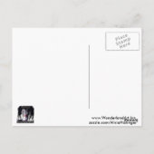 Hollywood Nights Postkarte (Rückseite)