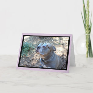 Hollywood Pitbull Valentine's Day Card Feiertagskarte