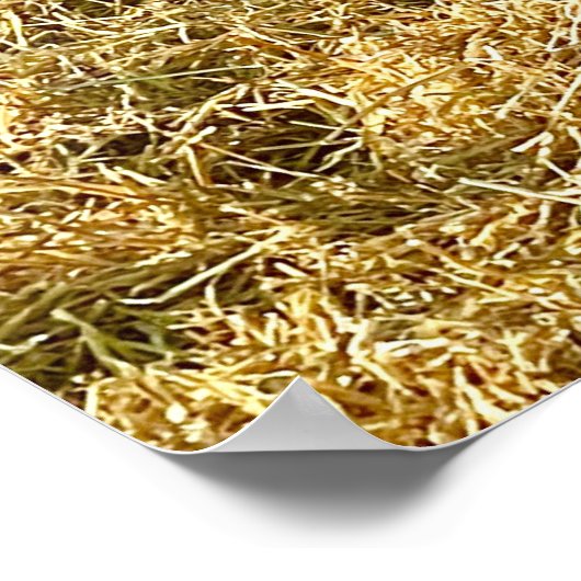 Holstein Calf bei Frosty Alberta Morning Poster (Ecke)