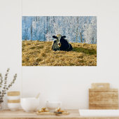Holstein Calf bei Frosty Alberta Morning Poster (Küche)