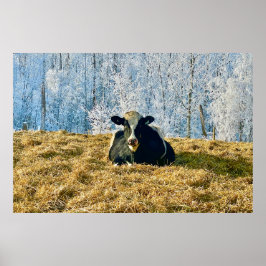 Holstein Calf bei Frosty Alberta Morning Poster