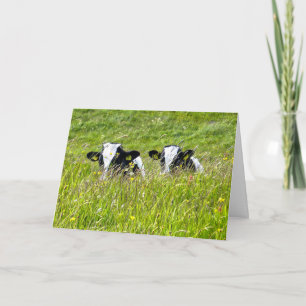 Holstein calves Card Karte