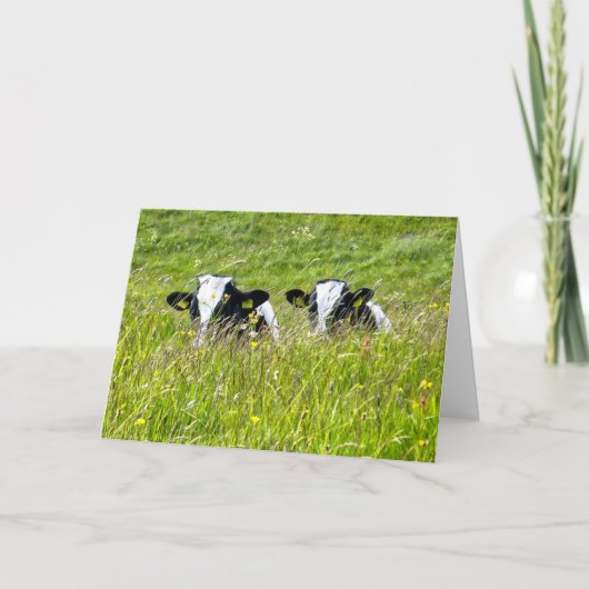 Holstein calves Card Karte (Vorderseite)