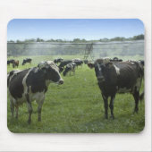 Holstein Cattle Mousepad (Vorne)