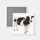 Holstein Cow | Bos taurus Magnet (Vorderseite/Rückseite)