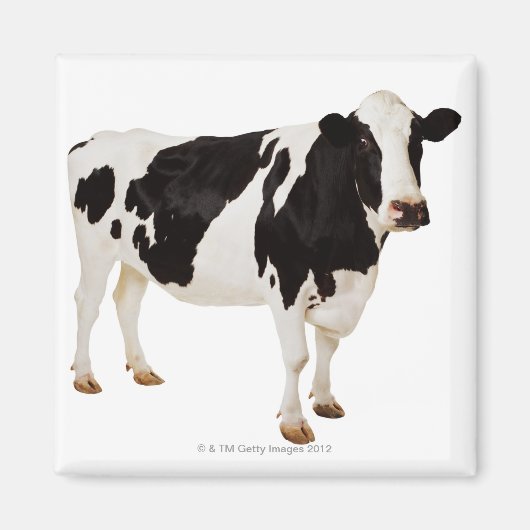 Holstein Cow | Bos taurus Magnet (Vorne)