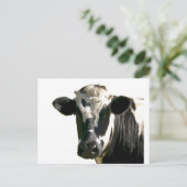 Holstein Cow Farm Animal Dairy Black & White Postkarte (Stehend Vorderseite)