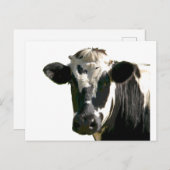 Holstein Cow Farm Animal Dairy Black & White Postkarte (Vorne/Hinten)