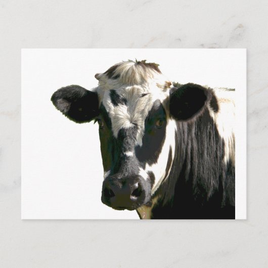 Holstein Cow Farm Animal Dairy Black & White Postkarte (Vorderseite)